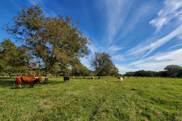 Photo of Cattle in the Fields
